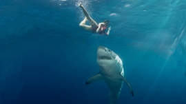 24.09.2018, В Австралии акула напала на туристку