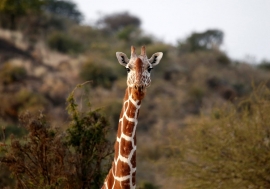 10.09.2018, В ЮАР жираф искусал туристов до полусмерти