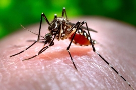 03.12.2018, МИД РФ предупредил о малярии в Доминикане