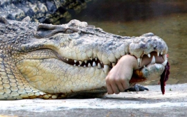 30.03.2016, В Индонезии крокодил убил российского туриста