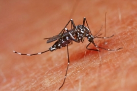 25.12.2018, МИД предупредил о лихорадки денге на Пхукете