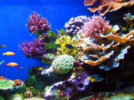 11.06.2018, В ОАЭ откроют искусственный коралловый риф