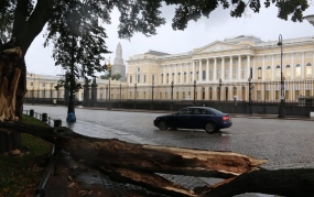 14.09.2020, Ветер повалил в Петербурге вековой клен